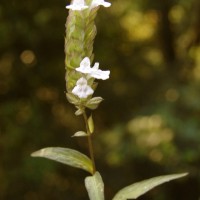 Rungia repens (L.) Nees